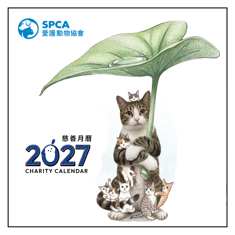 SPCA Cat Monthly Wall Calendar 2025